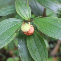 Melastoma sp.